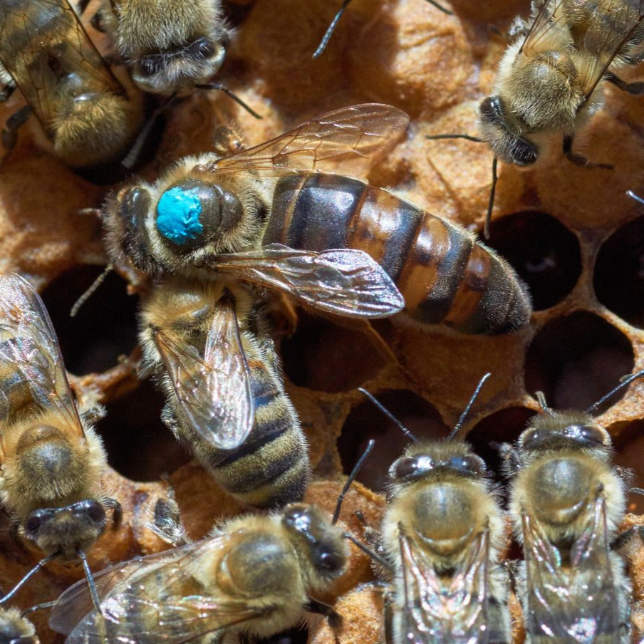 GOLDEN WEST QUEEN BEE - RANDY OLIVER