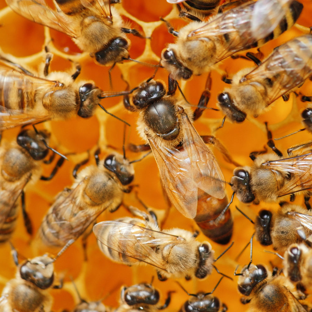 GOLDEN WEST QUEEN BEE - RANDY OLIVER
